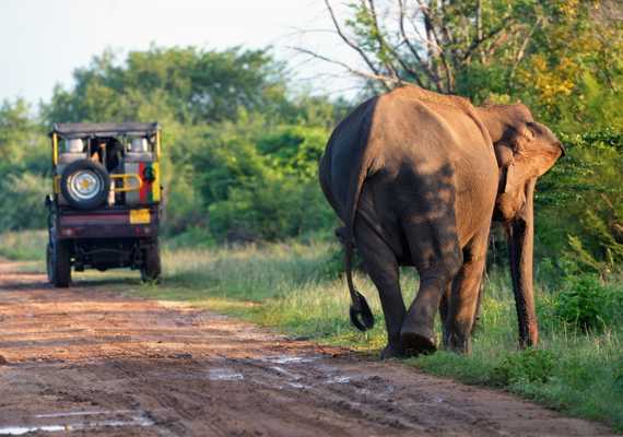 Wildlife & Safaris